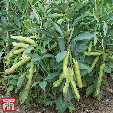 Broad Bean 'Luz de Otono'