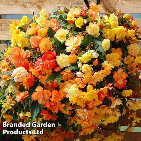 Begonia 'Apricot Shades' Preplanted Basket/Pot