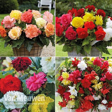 Begonia Bumper Pack