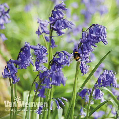 English Bluebells