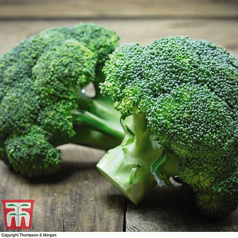 Organic Broccoli 'Green Sprouting' (Calabrese)