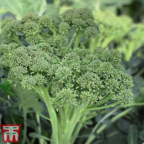 Broccoli 'Sweet Returns' F1 (Calabrini) (White Sprouting)