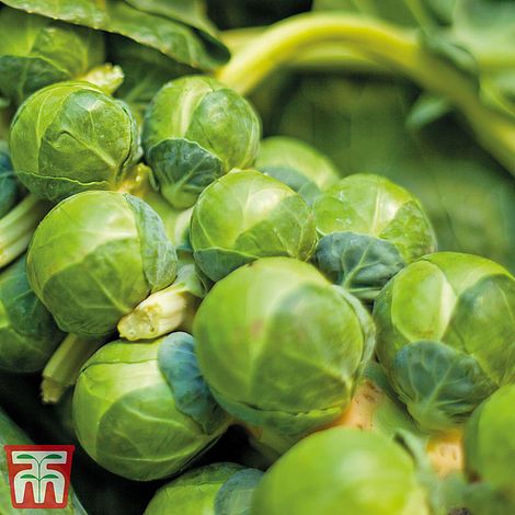 Brussels Sprout 'Bedford Fillbasket'