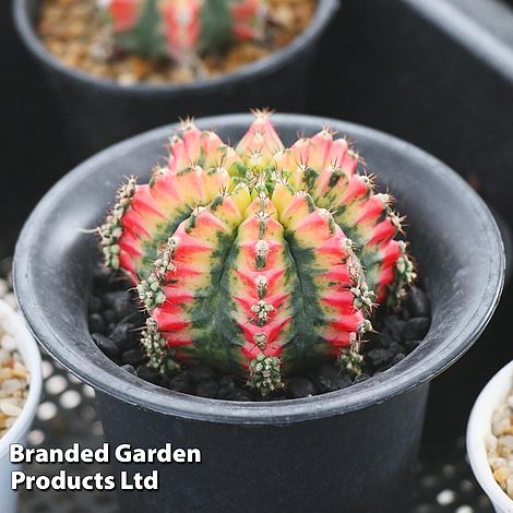 Cactus Gymnocalycium mihanovichii f. variegata Mixed