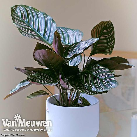 Calathea 'Sanderiana' (House Plant)