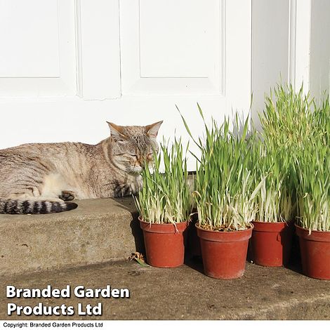 Cat Grass 'Tabby Cat'