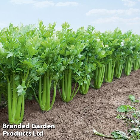 Celery 'Tango'