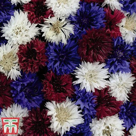 Cornflower 'Red, White & Blue'