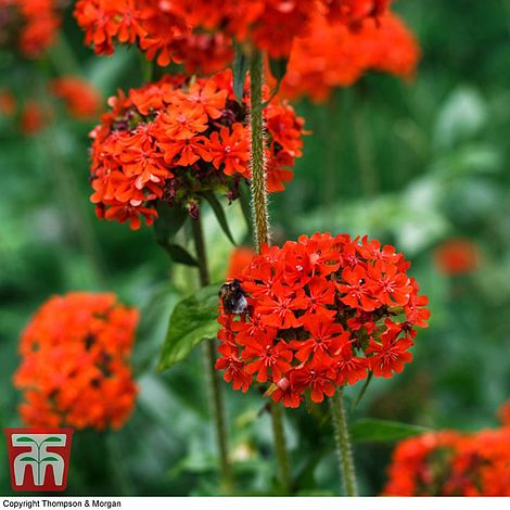 Lychnis chalcedonica