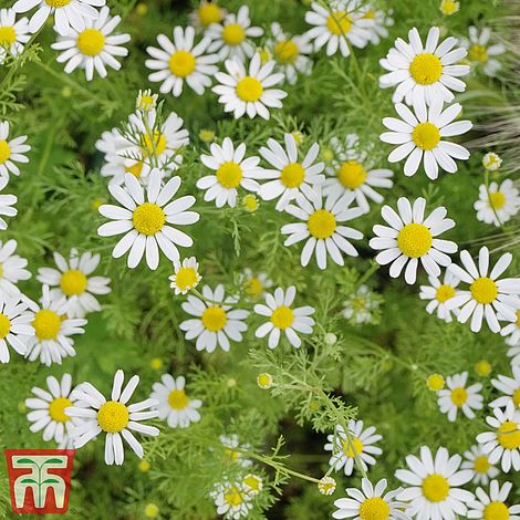 Chamomile (Wild or German)