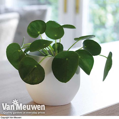 Chinese Money Plant