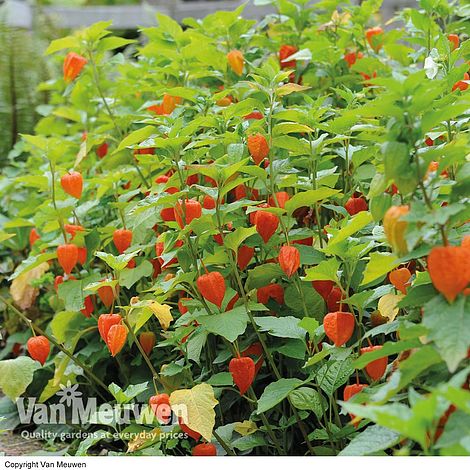 Chinese Lantern Van Meuwen Chinese Lanternphysalis Alkekengiground Cherry Anese Lantern