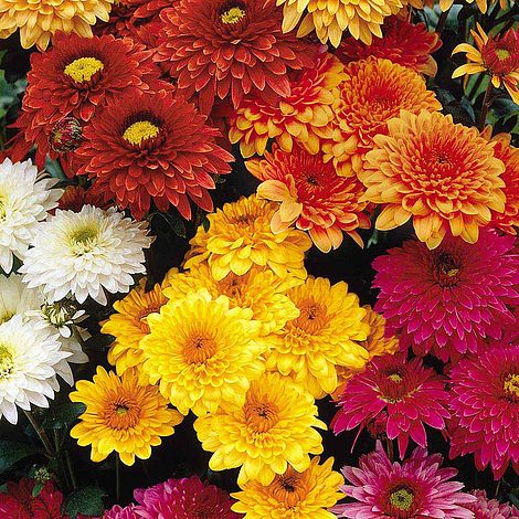 Koop Uw Margriet Chrysanthemum Zaden Bij Dezadennl Chrysanthemum Double American Spray Van Meuwen