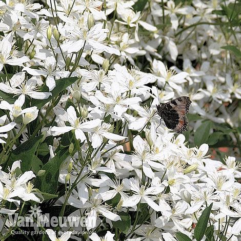 Clematis armandii