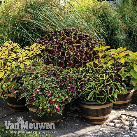 Coleus 'T&M Prize Strain Improved Mixed'