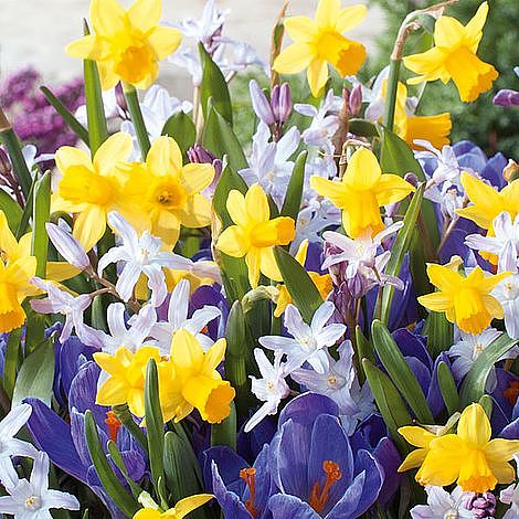 Pots of Colour Bulb Mix