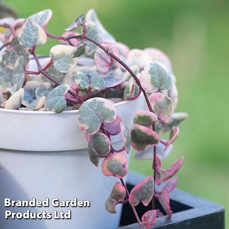 Ceropegia linearis subsp. woodii 'Variegata' (House Plant)