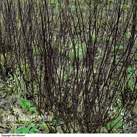 Cornus alba 'Kesselringii'