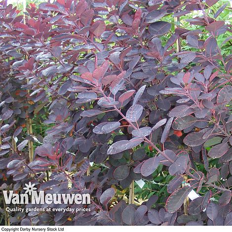 Plant in 3.5/" Pot Cotinus coggygria Royal Purple Smoke Bush