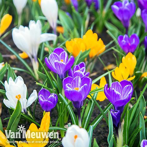 Crocus 'Botanical Mixed'