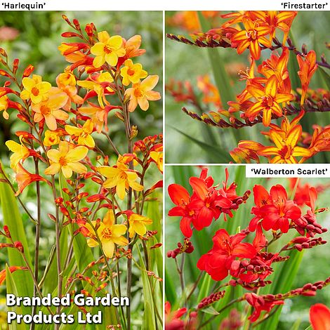 Crocosmia Collection