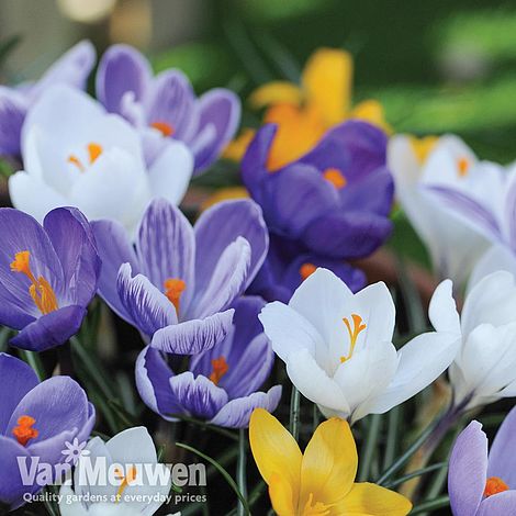 Crocus 'Value Mix'