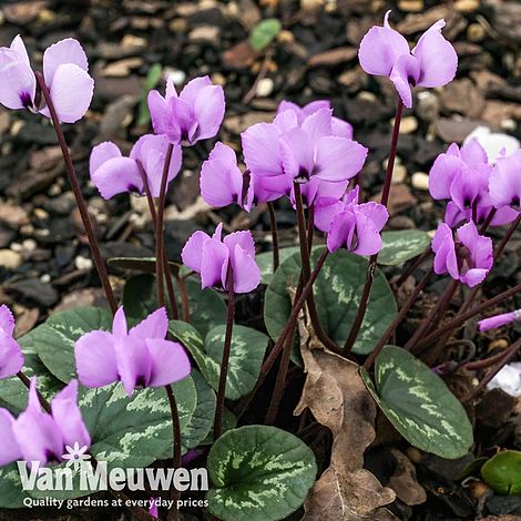 Cyclamen coum