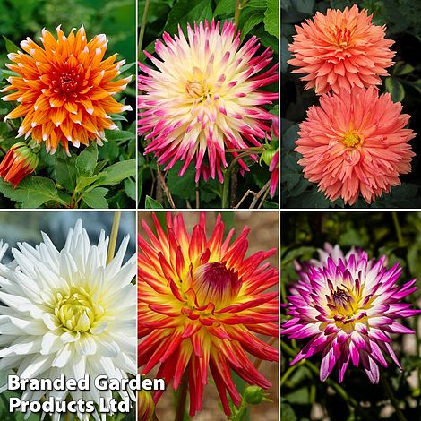 Dahlia 'Cactus Collection'