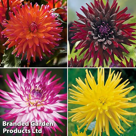 Dahlia Cactus Collection