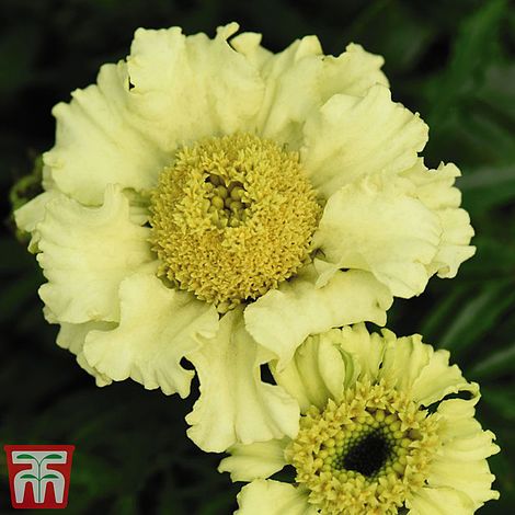 Marigold 'Daisy Wheel Lemon'