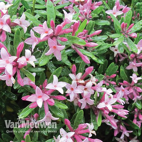 Daphne x transatlantica 'Pink Fragrance'