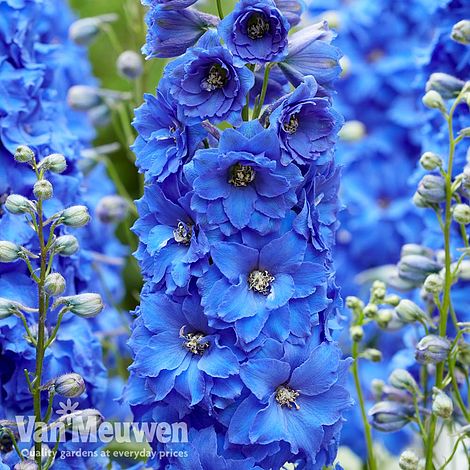 Delphinium elatum 'Paramo Azul'