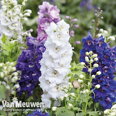 Delphinium hybridum 'Magic Fountains Mixed'