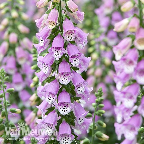 Foxglove 'Panther'