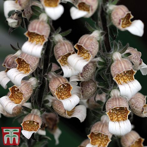 Foxglove lanata 'Cafe Creme'