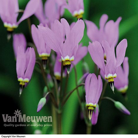 Dodecatheon meadia