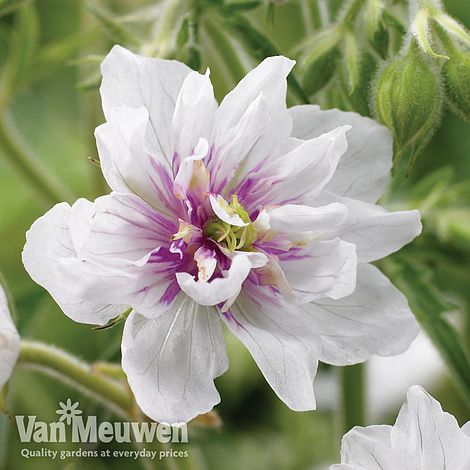 Geranium pratense 'Double Jewel' (Hardy)