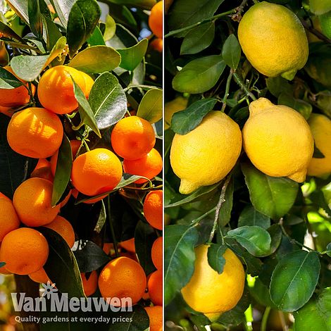 Citrus Tree Collection