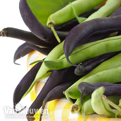 Runner Bean Dwarf Duo Mixed