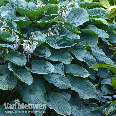 Hosta sieboldiana var. elegans