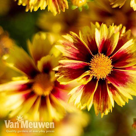 Coreopsis 'Enchanted Eve'