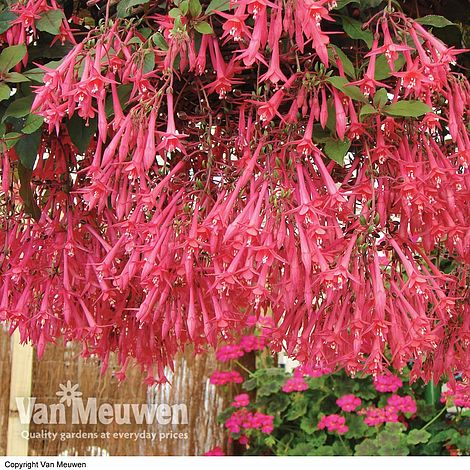 Fuchsia 'Eruption'