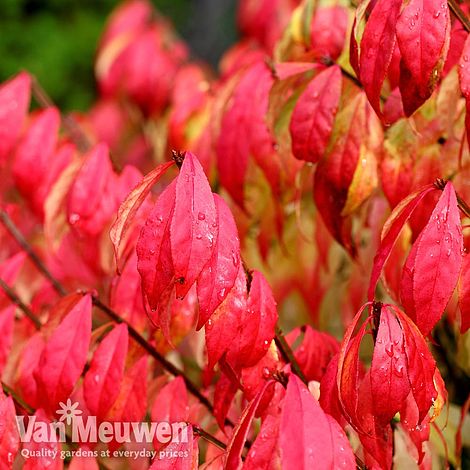 Euonymus alatus