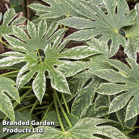 Fatsia 'Spiders Web'