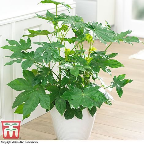 Paperplant (House Plant Seeds)