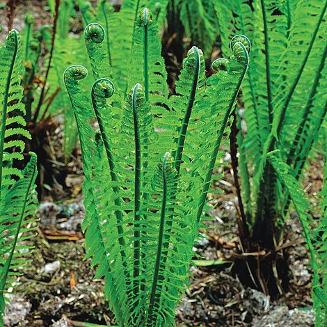 Image result for ferns
