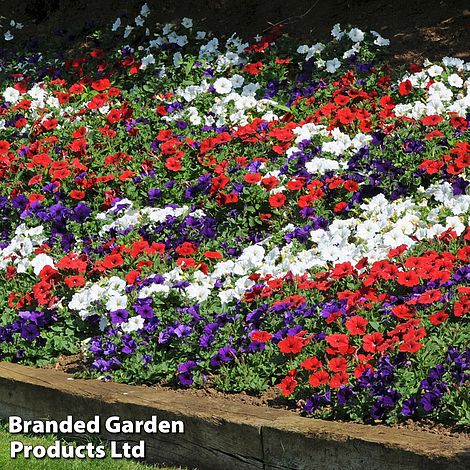 Petunia 'Easy Wave Union Jack Mix'