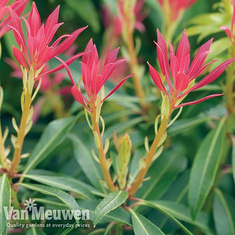 Pieris 'Forest Flame'