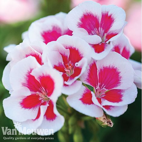 Geranium 'Flower Fairy White Splash'