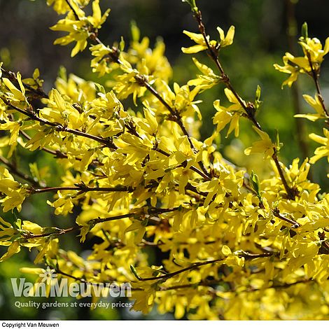 Forsythia intermedia